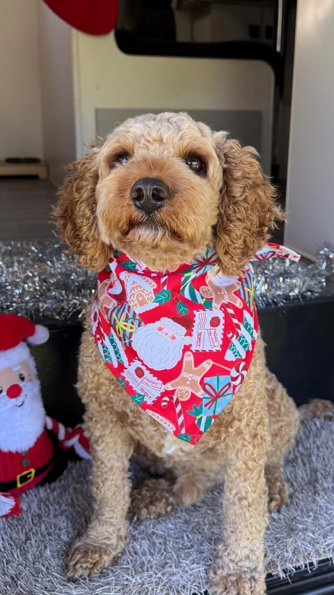 Instagram post by @caravanadventureaus for ORIJEN Petfoods. Caption reads: #AD The most pawsome holiday season EVER🎄✨ Fueled....