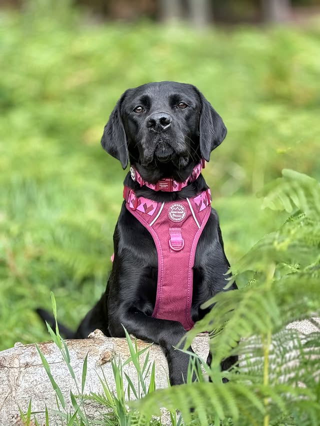 Instagram post by @ralph.the.springador for Pawsome Paws Boutique. Caption reads: [...] 𝘤𝘰𝘭𝘭𝘦𝘤𝘵𝘪𝘰𝘯 𝘧𝘳𝘰𝘮....