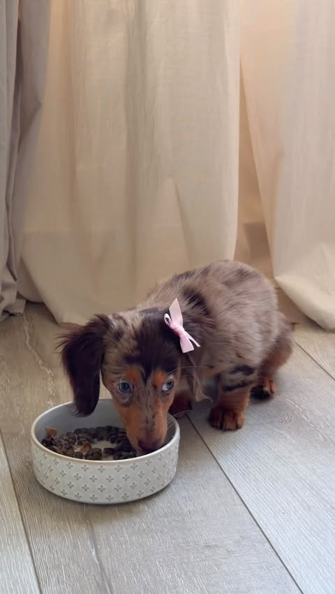 Instagram post by @justlittlefig for Brutus Broth. Caption reads: [...] with her meals lately thanks to....