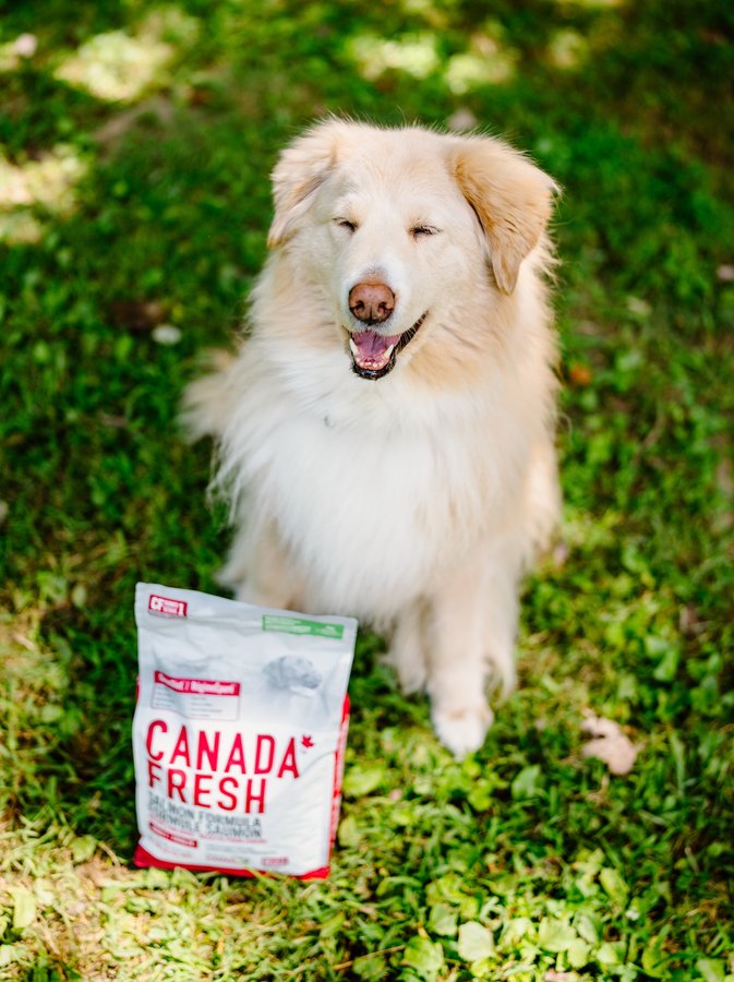 Instagram post by an influencer for Canada Fresh by PetKind. Caption reads: AD | I love rotating the dog’s protein which....