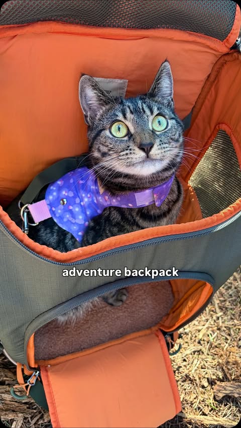 Instagram post by @tabbygirlroo for Petsfit. Caption reads: [...] when you take your cat(s) out! The....