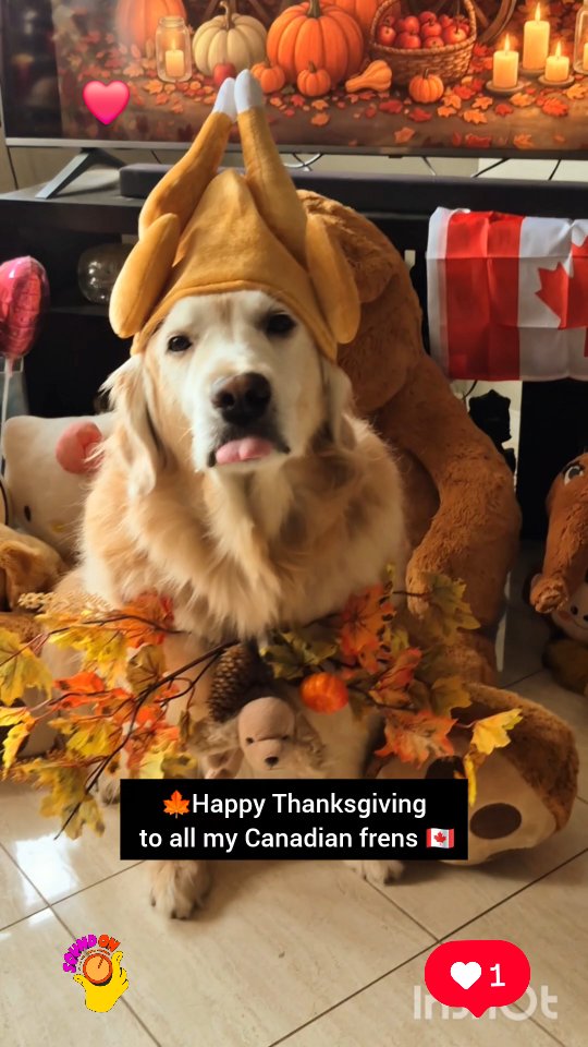 Instagram post by @shaggythegoldenone for BarkBox. Caption reads: 🍁 Happy Thanksgiving to all my Canadian frens. A....