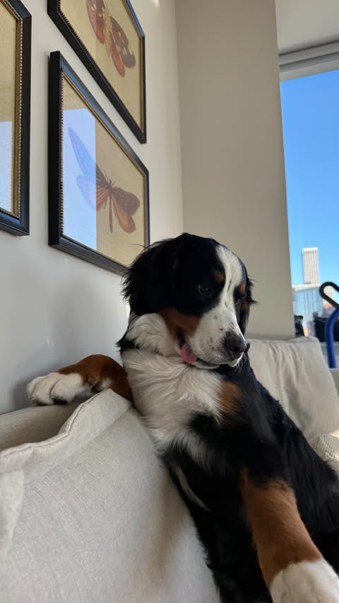 Instagram post by @threelustbadergirls for Back Market. Caption reads: check out @backmarket site and app, because i just....