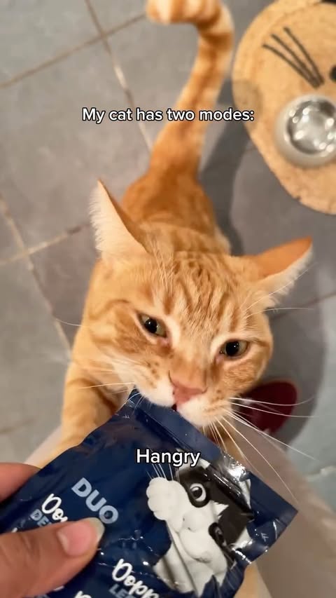 Instagram post by @dextheorangecat for Purina. Caption reads: AD | @purinauki unleashes bro’s inner demon 😈....