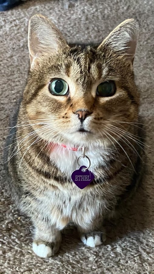 Instagram post by @oiiacat_ethel for Enabot. Caption reads: [...] love our new robot pet toy from....