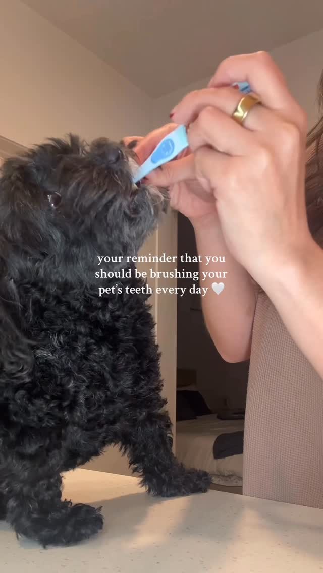 Instagram post by @drkenialeon for ARM and HAMMER. Caption reads: gentle reminder to brush your pet’s teeth because....