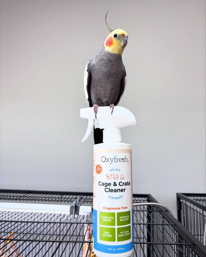 Instagram post by @thepeekaboobirds for Oxyfresh. Caption reads: The party cage has met its match! 👏 We refer to....