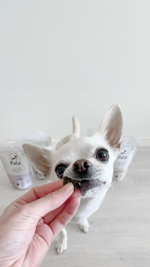 Instagram post by @buenoandfelix for Pala Pets. Caption reads: Hand over da treat and nobody dets hurt! 🍪 Gifted....