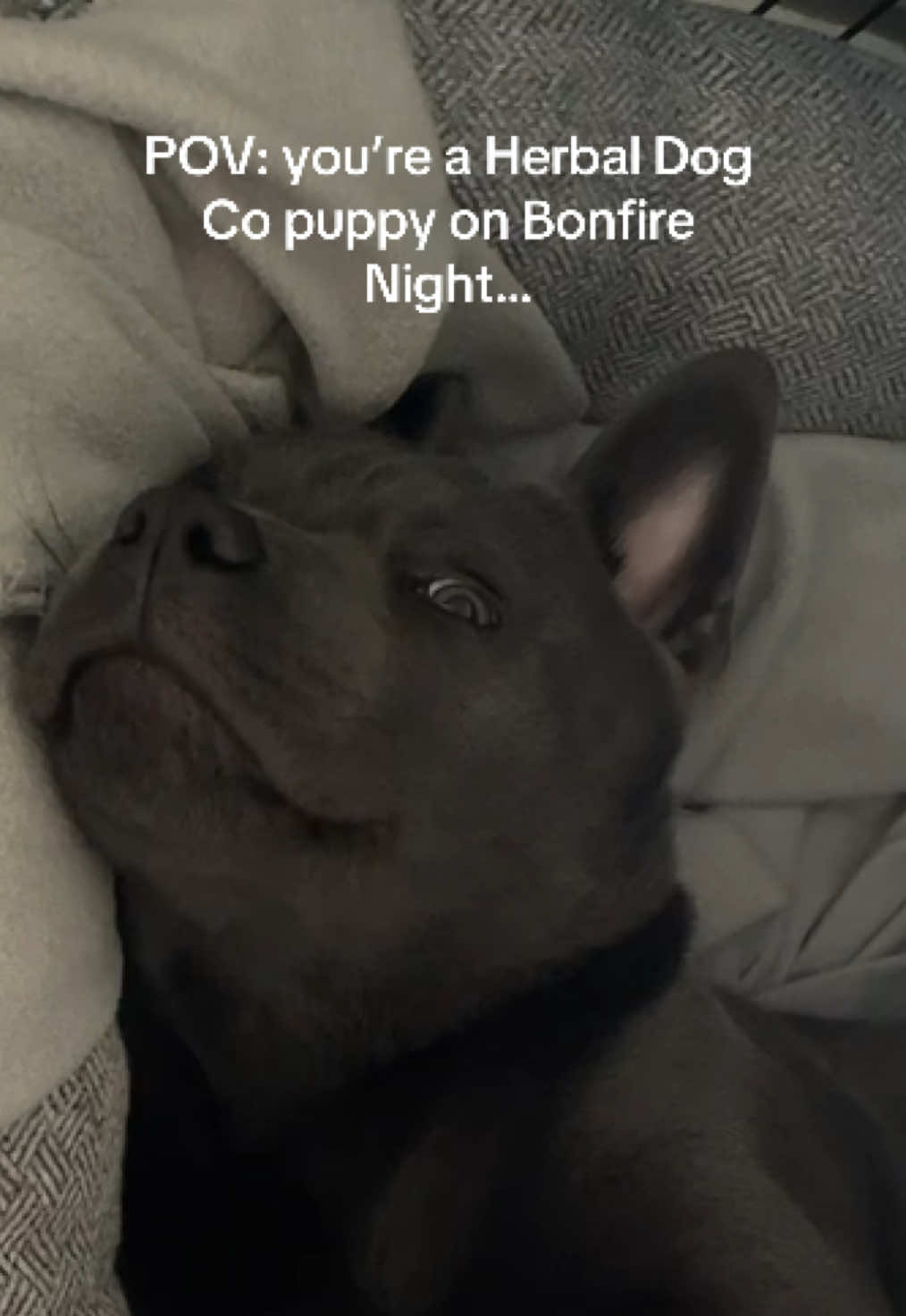 TikTok post by @lola.the.chaffy for Herbal Dog Co. Caption reads: Me 🫱🏼‍🫲🏻 @Herbal Dog Company Official Calming....