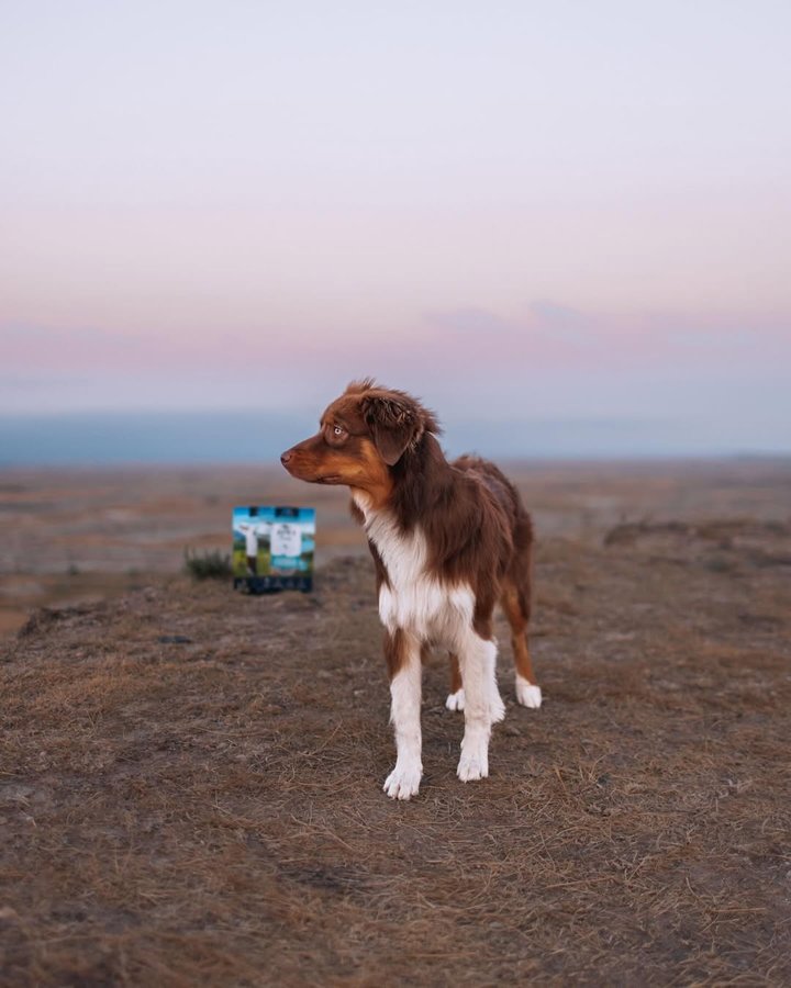 Instagram post by @roamwildwithus for ZIWI Pet Food. Caption reads: what’s my secret to making posing for photos fun....