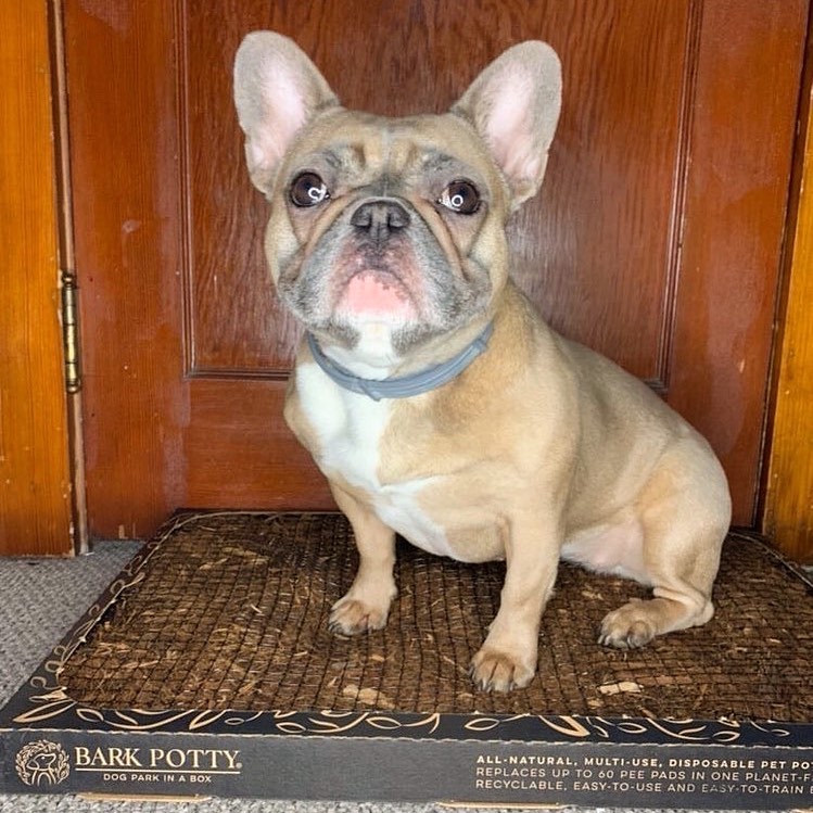 Instagram post by @king.rackbar for Bark Potty. Caption reads: [...] angel has them but she DOES THANKS TO....