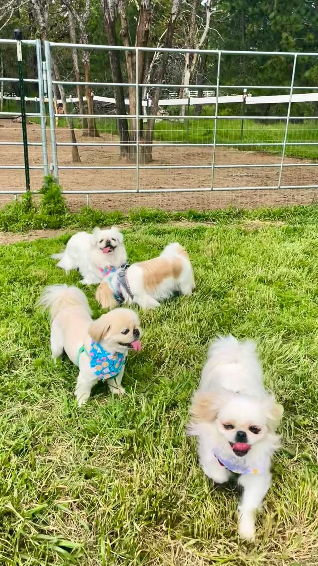 Instagram post by @team_pekingese for Sniffspot. Caption reads: [...] past Earth Day at one of our favorite....