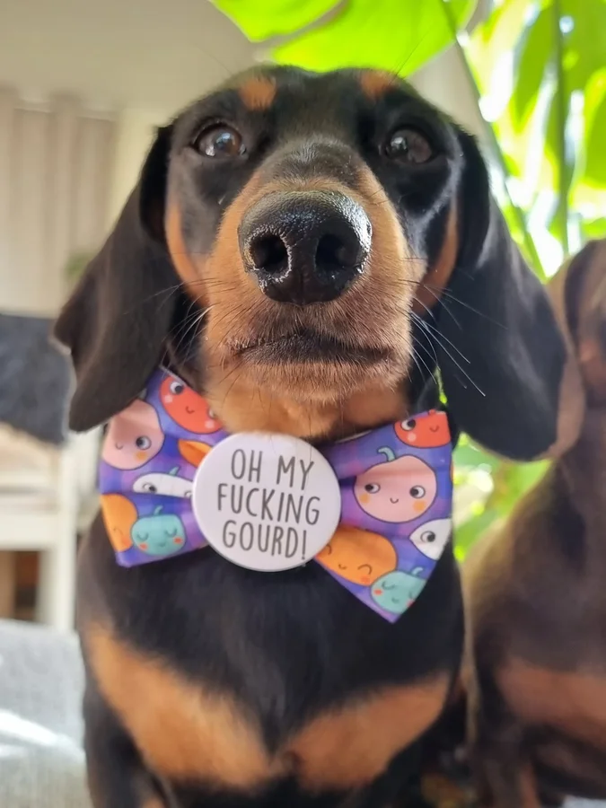 Instagram post by @buddy.freddie.dachshunds for Frankys Bowtique. Caption reads: [...] of year by far. 🍁🍂🍄🎃 Bowtie....