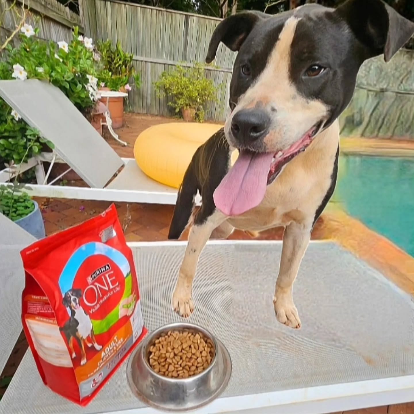 Instagram post by @candyfairy for Purina. Caption reads: Delicious, nutritious @purinaaustralia Adult....