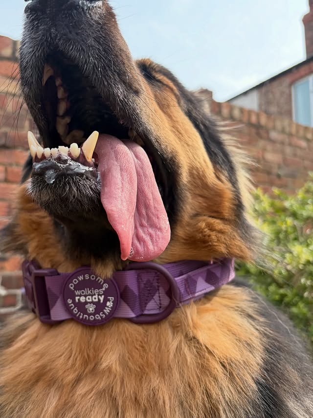 Instagram post by @river_thegsd20 for Pawsome Paws Boutique. Caption reads: [...] 𝐃𝐀𝐘 𝐇𝐀𝐒 𝐀𝐑𝐑𝐈𝐕𝐄𝐃 ….....