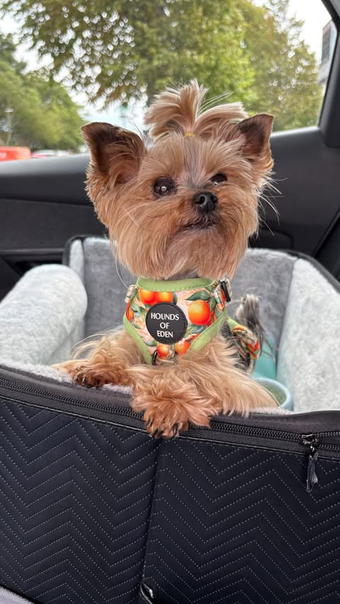 Instagram post by @amber__archie_ for Petsfit. Caption reads: Thank you @petsfit.us we don’t know what we would....
