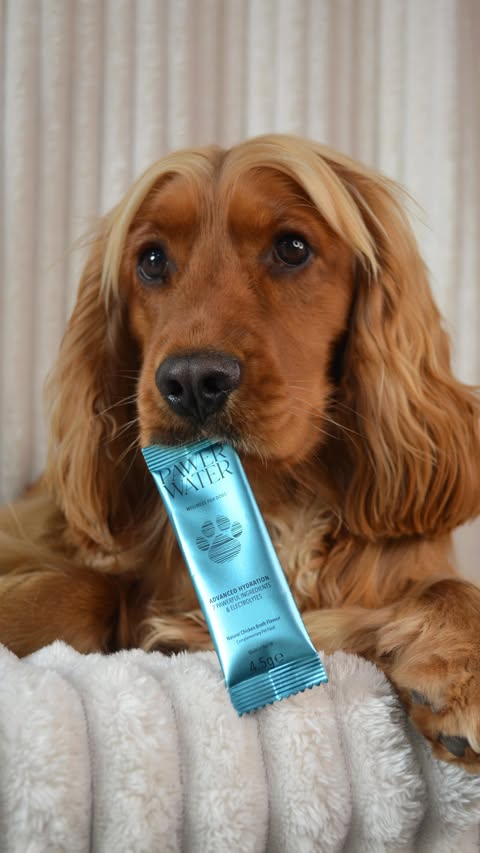 Instagram post by @sully.the.show.spaniel for Pawer Water. Caption reads: We got a package from @pawerwater 💦🩵🐾 so of....