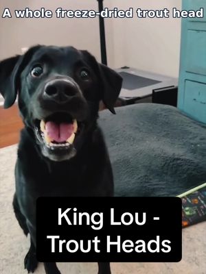 TikTok post by @finleytalksaboutit for King Lou. Caption reads: [...] my dog. Tap the product card to see the King....