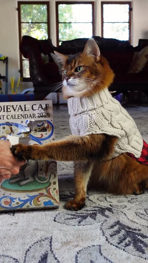 Instagram post by @summerstravels for Cameo. Caption reads: Here we are again, with day 11 of the Medieval Cat....