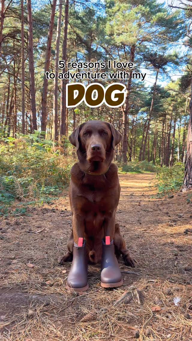 Instagram post by @hectorthechocolabo for Merry People. Caption reads: Do you think dogs make the best adventure buddies?....