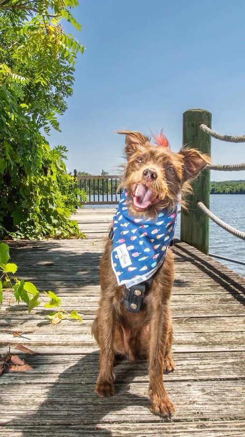Instagram post by @bastianandbrews for People Magazine. Caption reads: #ad Bastian the rat terrier mix won the 2025....