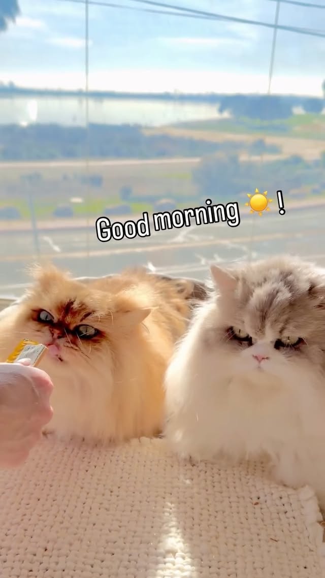 Instagram post by @catnessfluffygreen for Zesty Paws. Caption reads: Ever wondered how your morning can be as peaceful....