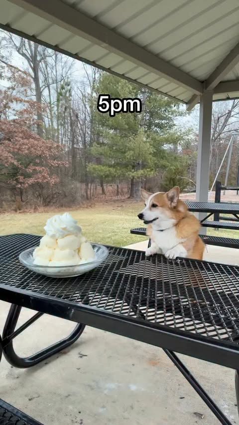 Instagram post by @hammyandolivia for The Farmer's Dog. Caption reads: [...] late.

Ever since Hammy switched to....