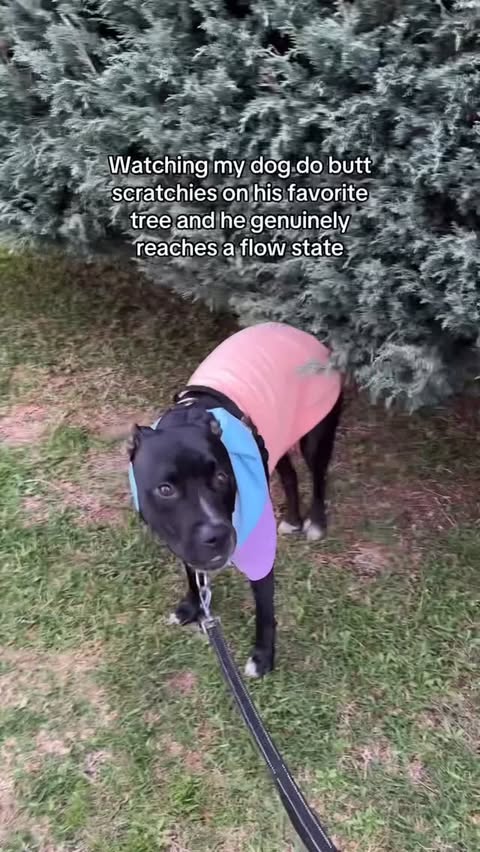 Instagram post by @extrapintobeans for Spark Paws. Caption reads: Help 😭😭

Hoodie is from @sparkpawsofficial hit....