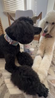 Instagram post by @henry_the_poodleprince for Squishface. Caption reads: [...] And kissings our favourite....