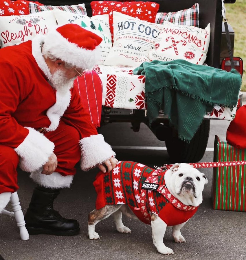 Instagram post by @jowlsandjava for Bullhug. Caption reads: [...] she is in her holiday jumper and @bullhug....