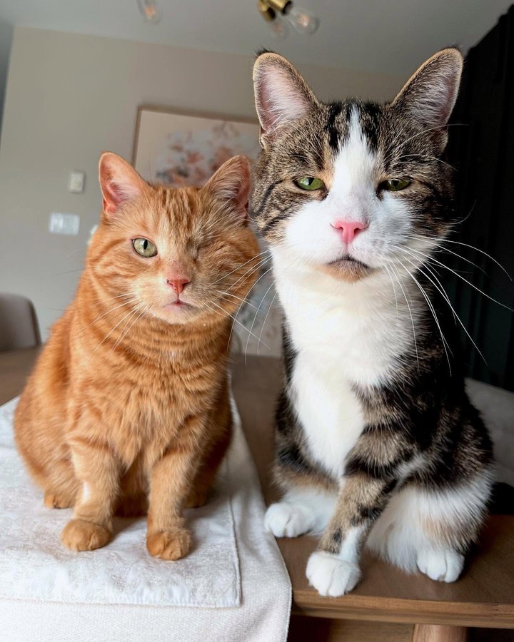 Instagram post by @king.dorito_ for Cats of Instagram. Caption reads: [...] #oneeyedcat  #oneeyedcatsofinstagram....