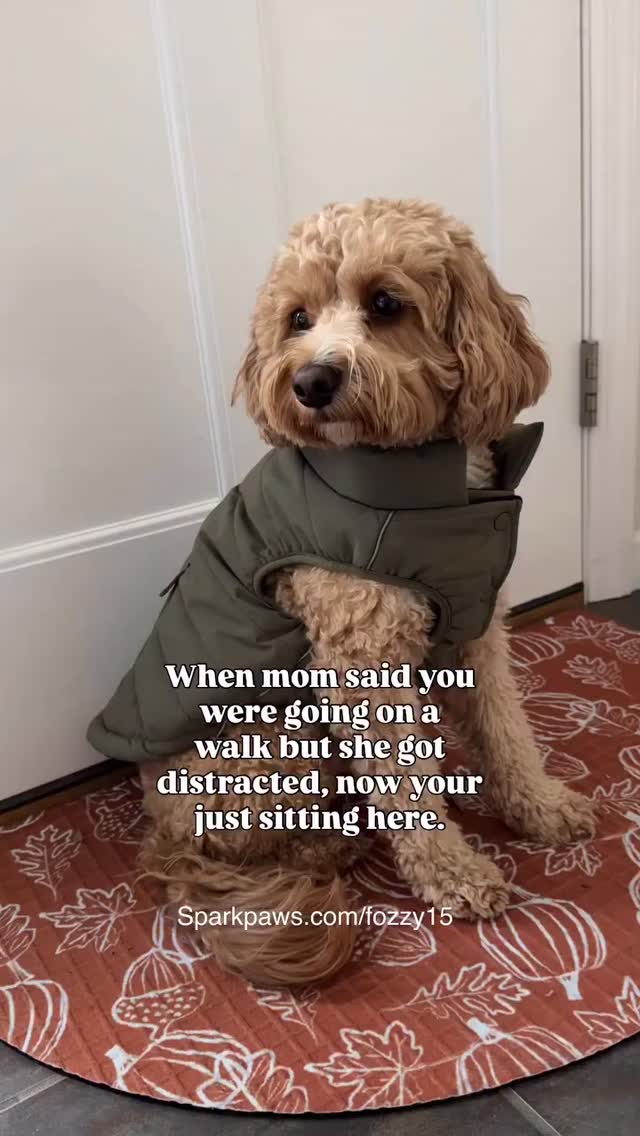 Instagram post by @fozzi_nuggs for Spark Paws. Caption reads: Umm hello, mom???? Did I put on my Jacket for....