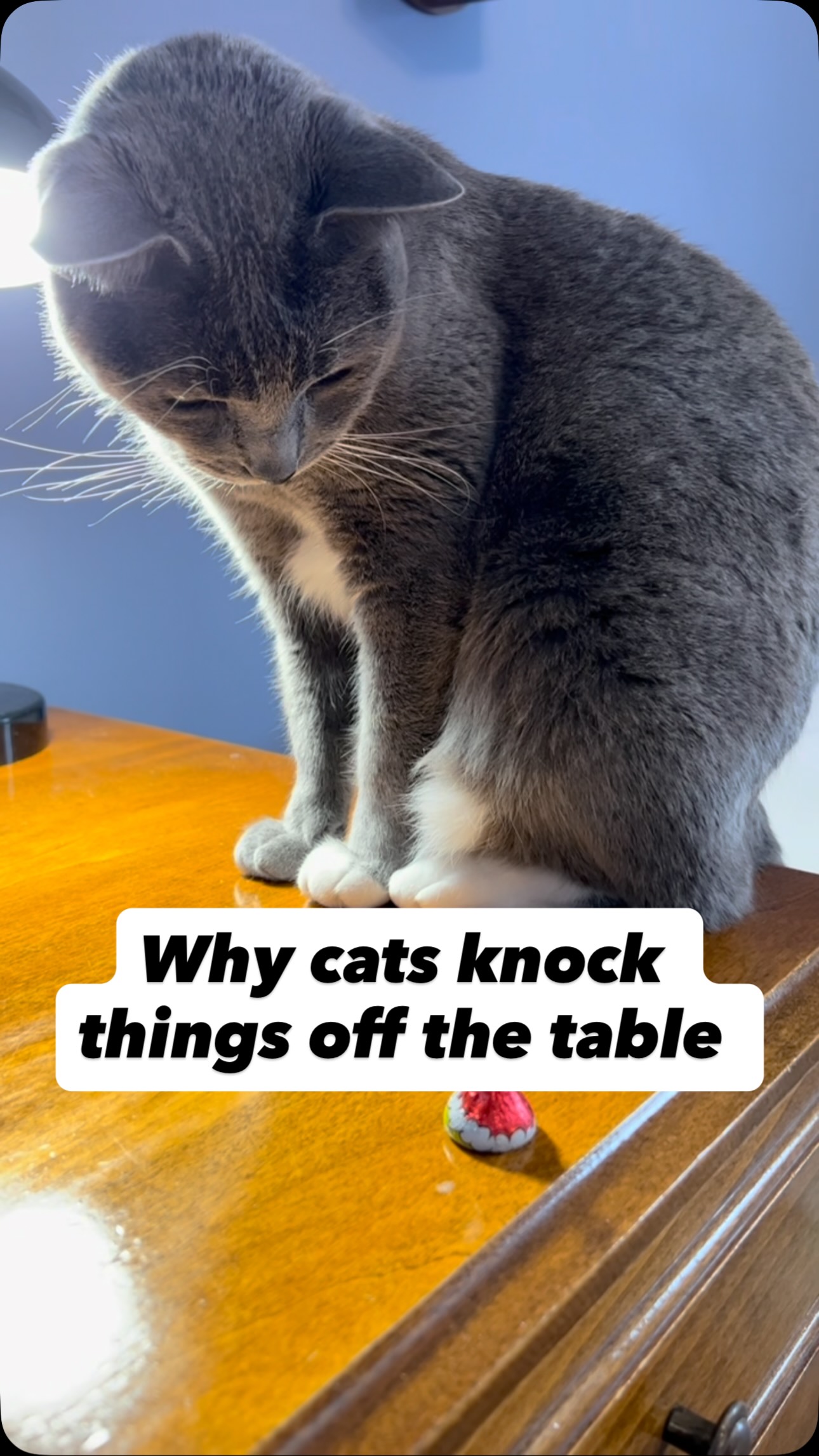 Instagram post by @purrfectinfluencer for Cats of Instagram. Caption reads: Why cats knock things off tables ?? 😺😺.