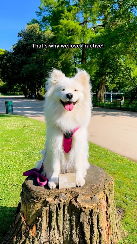 Instagram post by @cocotravelingsamoyed for Tractive. Caption reads: [...] one thing every dog pawrent needs is a....