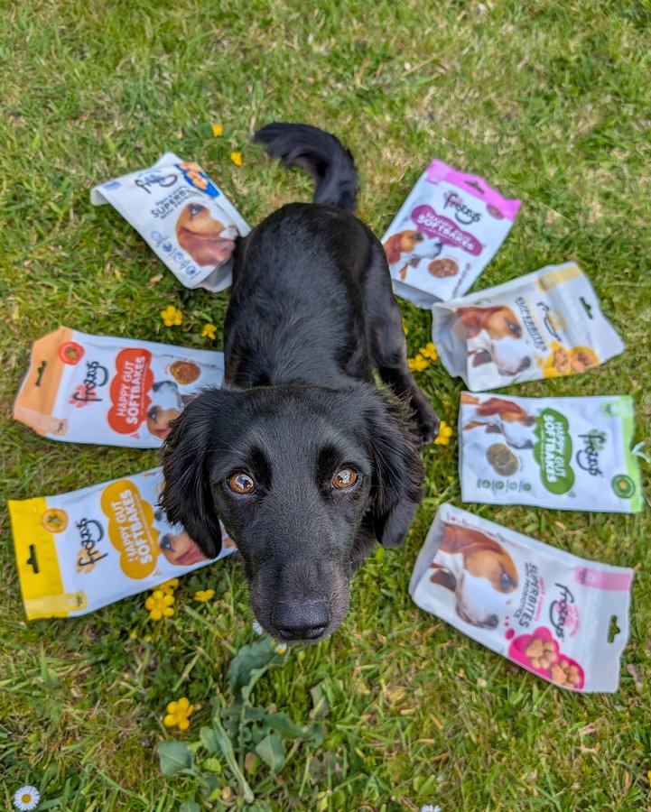 Instagram post by @dorathedax for Frozzys. Caption reads: [...] and low calorie treats? yes please @frozzys_....