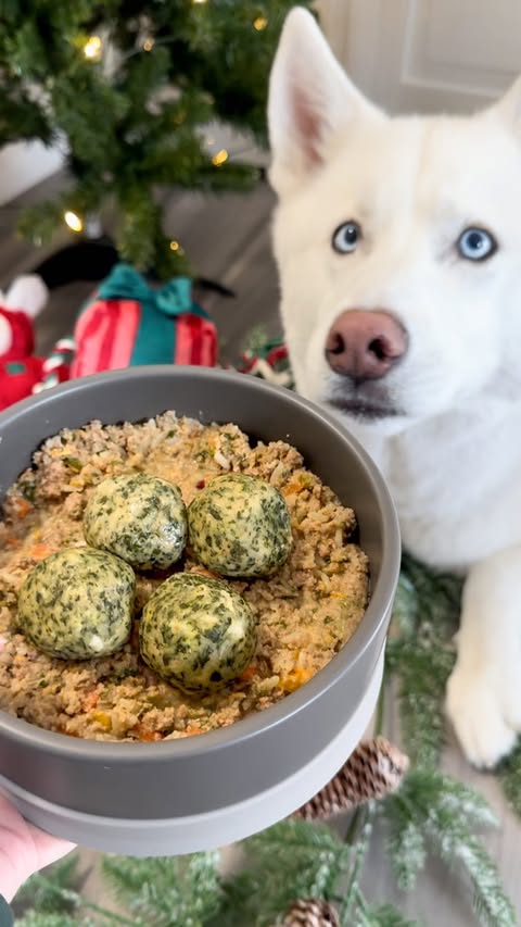 Instagram post by @ginkgo_husky for Pet Valu. Caption reads: [...] we can feast on love! Your local @petvalu....
