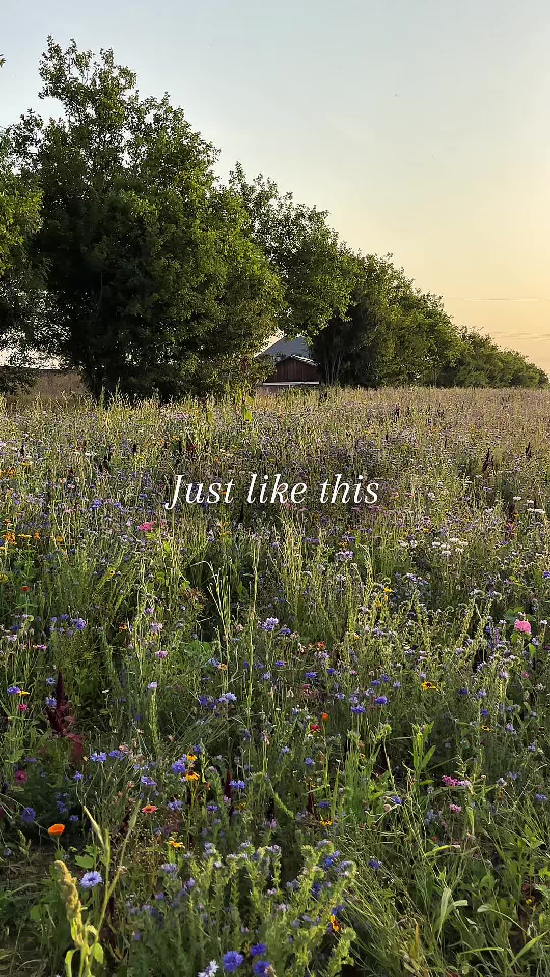 TikTok post by @st34maccord for Liberty London. Caption reads: #ad Holding onto summer memories with @Liberty....