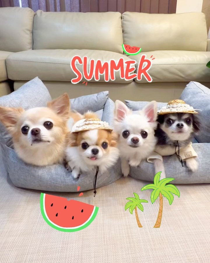 Instagram post by @natu816.chihuahua for Iris Ohyama. Caption reads: *
・
Please take care of yourself and enjoy your....