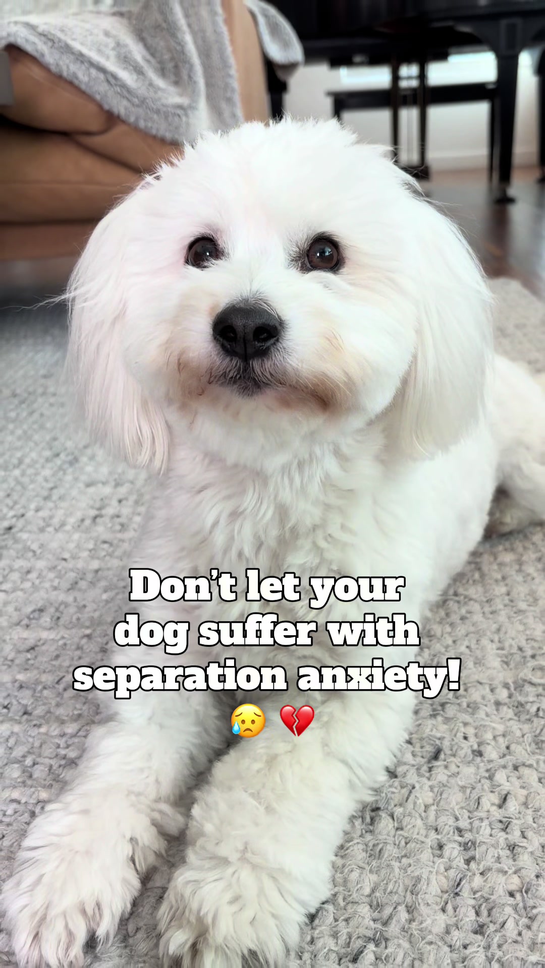 TikTok post by @beau_of_solanabeach for Kradle. Caption reads: @Kradle My Pet Give your pup the calm they [...].