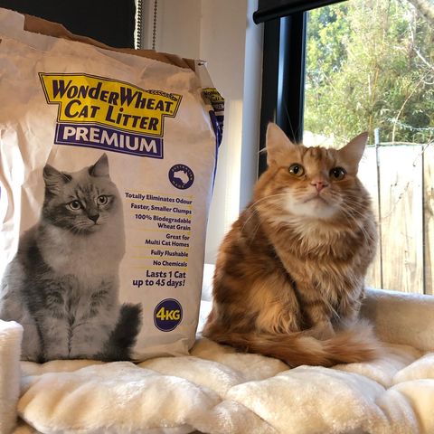 Instagram post by @smudge_the_mini_cat_andcrew for Tara Treasures. Caption reads: [...] have donated a goodie box and thank....