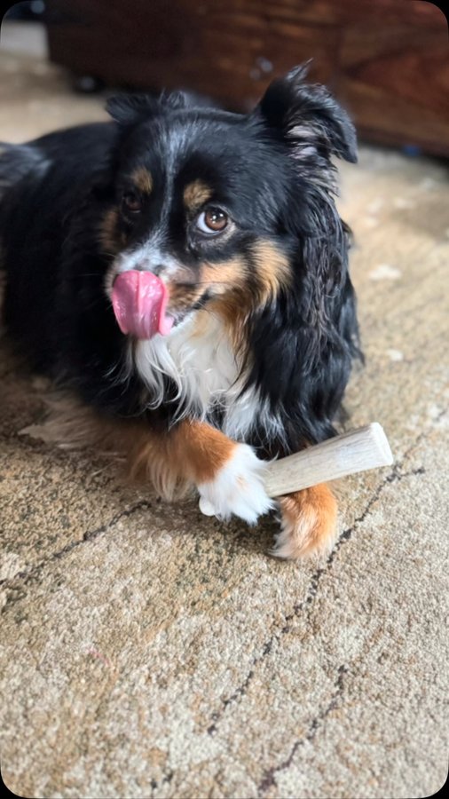 Instagram post by @dakota_diesel_toyaussie for Farm to Pet. Caption reads: Happy #treattuesday Yum yum @farmtopet elk chew!....