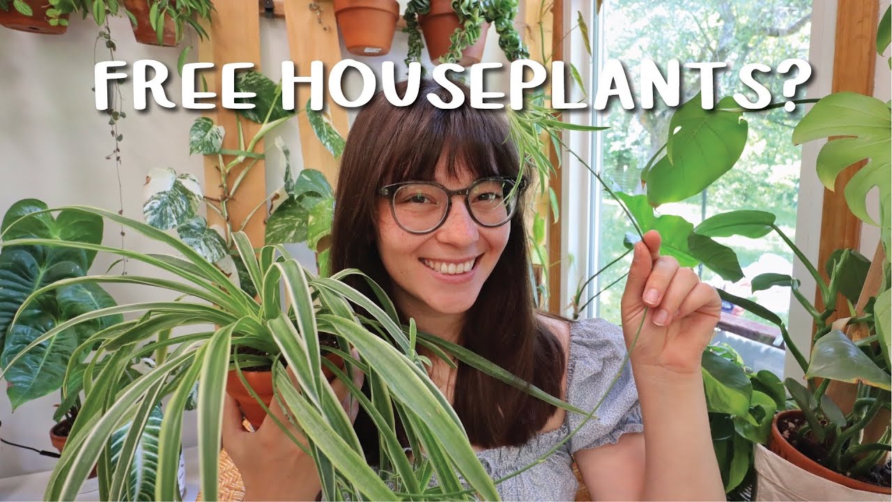YouTube post by @BeccaDeLaPlants for Kradle. Caption reads: [...] houseplants?? For 20% off your order of....