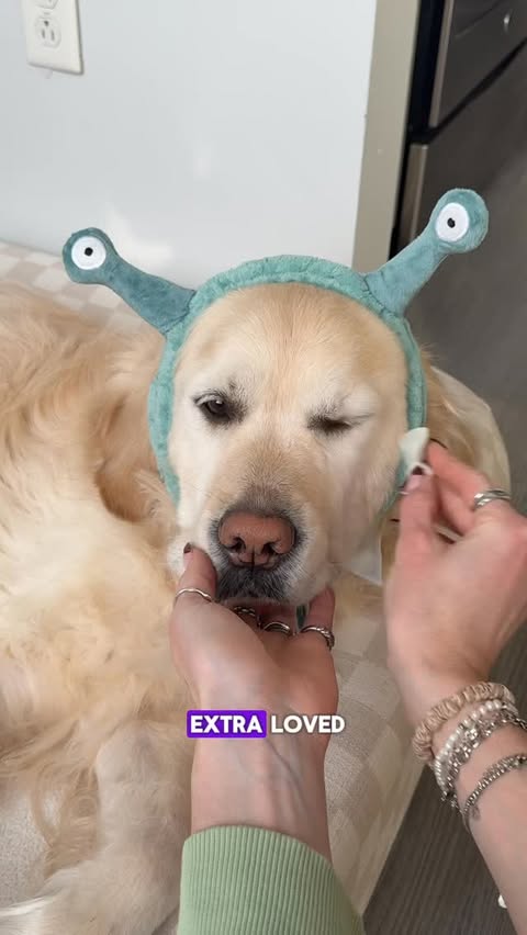 Instagram post by @mariannas_pantry for blue buffalo. Caption reads: #BlueBuffaloPartner Wesley’s morning routine made....