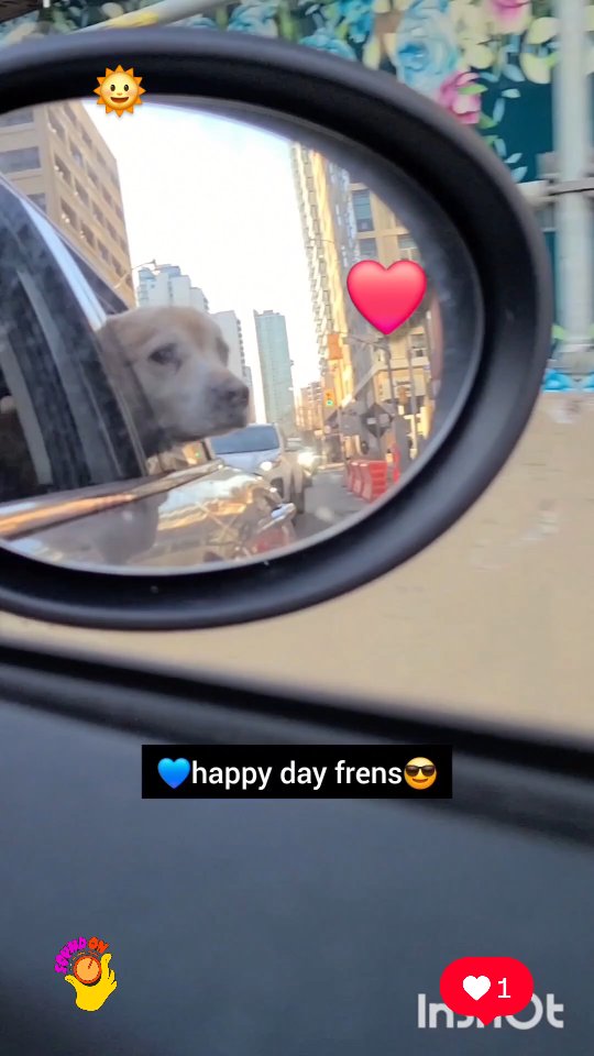 Instagram post by @shaggythegoldenone for Bark. Caption reads: ❤️ I love car rides🚗😎 So much to look at in the....