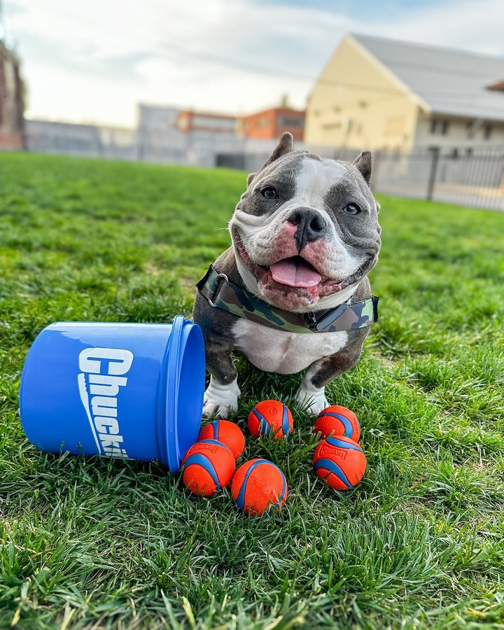 Instagram post by @gettinggziggywithit for Bullhug. Caption reads: [...] @chuckitfetchgames @petmatepetproducts....