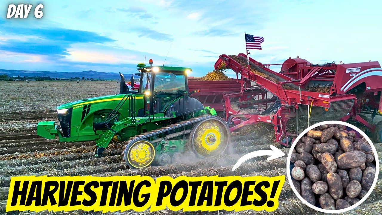 YouTube post by @RockyMountainFarmer for Farmers Defense. Caption reads: These Potatoes Are MASSIVE! Potato Harvest.