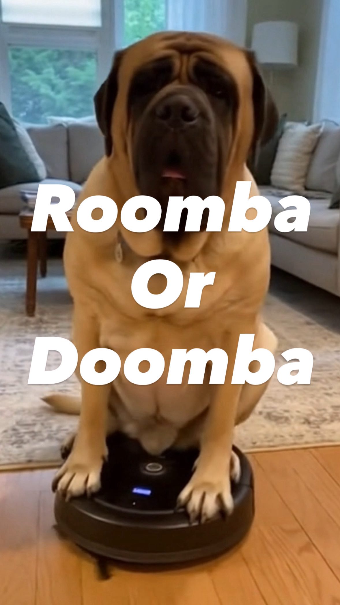 Instagram post by @poohbearthemastiff for iRobot. Caption reads: 235lb Mastiff rides a Roomba!  This doesn’t end....