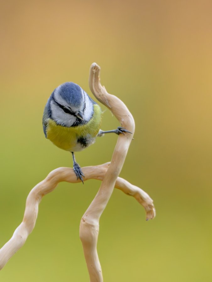 Instagram post by @miwographie for Nikon DACH. Caption reads: Autumn is not only the time of color, it’s also....