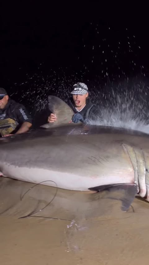 Instagram post by @lisharkmanofficial for 1st Phorm. Caption reads: [...] #summer #crazy #viral #sharkfishing....