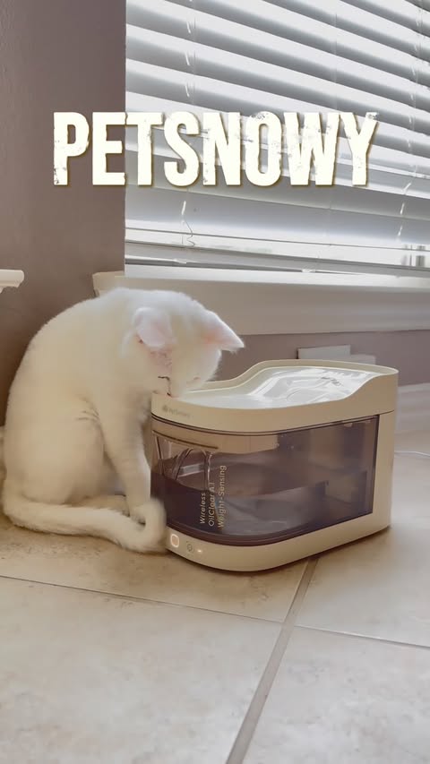 Instagram post by @turkishfamilyusa for PetSnowy. Caption reads: Meet the newest member of our PetSnowy family! ✨ I....
